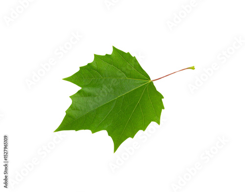 Vibrant green sycamore leaf with distinct lobes and prominent venation detail photo