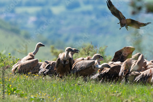 Vautour fauve,
Gyps fulvus, Griffon Vulture, Parc naturel régional des grands causses 48, Lozere, France
