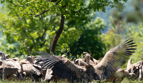 Vautour fauve,
Gyps fulvus, Griffon Vulture, Parc naturel régional des grands causses 48, Lozere, France