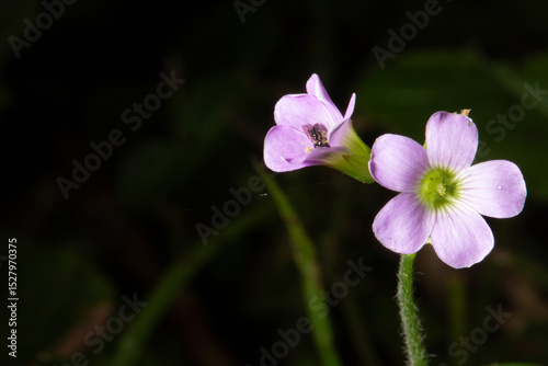  Azedinha-rosa de flores grandes espécie de planta comestível  encontrada na Mata Atlântica Brasileira.  