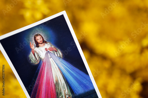 Broom in bloom in spring. Religious image with the Divine Mercy of Jesus.