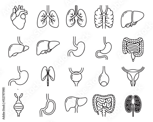 Collection of Human Body Organ Icons
