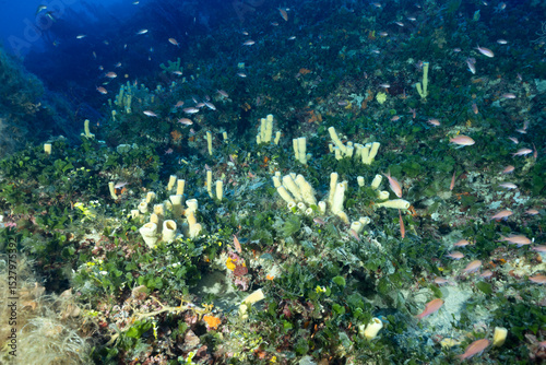 parete con spugne a tubo del genere Siphonochalina
circondate da alghe verdi Flabelia petiolata, ventaglio di mare