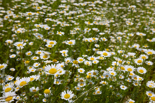 Fototapeta Naklejka Na Ścianę i Meble -  White daisies on a background of green grass on a summer green field