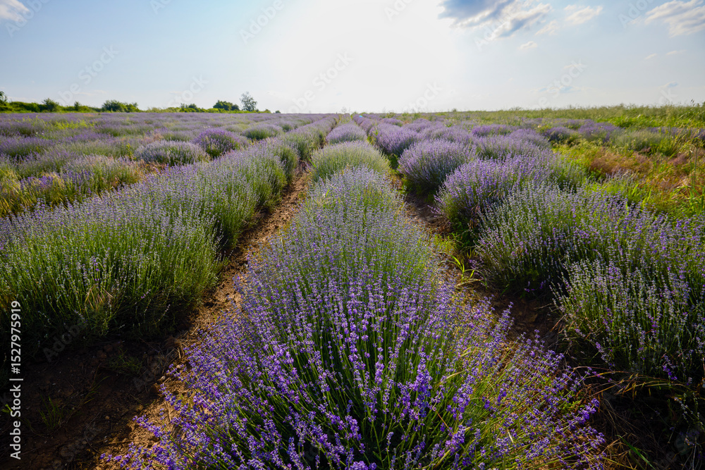 Obraz premium a lavender crop with weeds that grow among the bushes