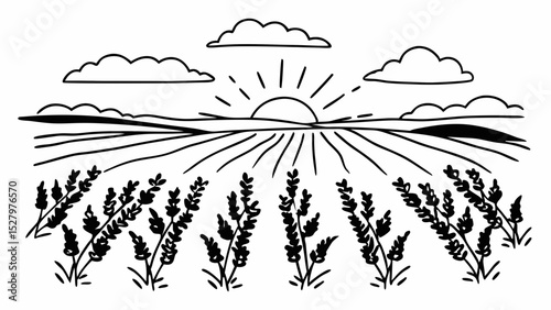 Black and White serene landscape features lavender fields under rising sun, evoking tranquility and beauty, Vintage style