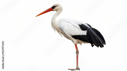 A white stork with black wings and red beak standing on one leg, photographed in natural style on a white background, symbolizing elegance