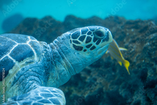 Sea turtle underwater in ocean habitat
