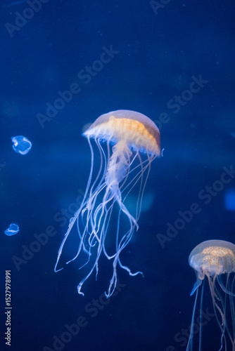 Jellyfish floating in deep blue aquarium