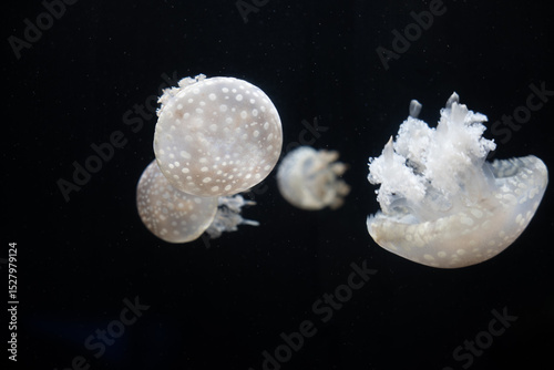 Spotted jellyfish floating in aquarium