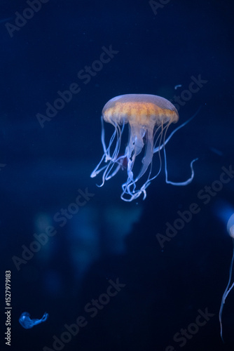 Single jellyfish in the dark ocean