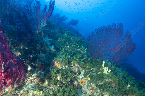 Parete ricoperta da gorgonie rosse, Paramuricea clavata, alghe verdi e spugne gialle	