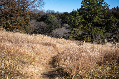 dry grass in the field