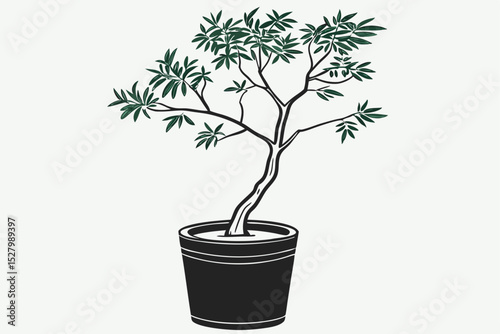 bonsai tree isolated on white