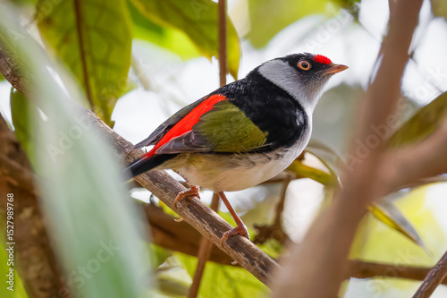 Pin-tailed manakin - Ilicura militaris 