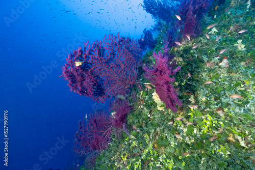 Parete di una secca ricoperta de gorgonie rosse, Paramuricea clavata
