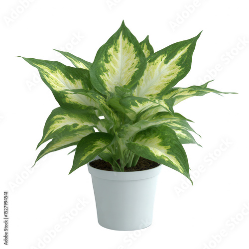 Vibrant green and white Dieffenbachia plant in a simple white pot, showcasing lush foliage. Ideal for indoor decoration, adding a touch of nature to any space.