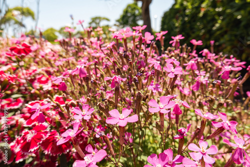 ピンク色のシレネの花が咲き誇る春の庭