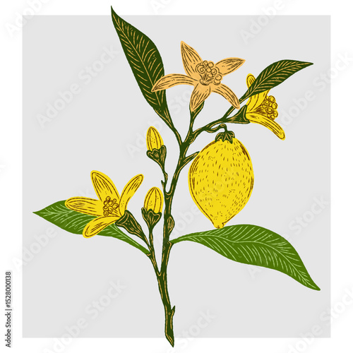 Mediterranean element, exotic tropical. Textured illustration with hand drawn sketch elements