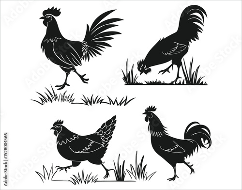 Hen and Rooster Shadows
