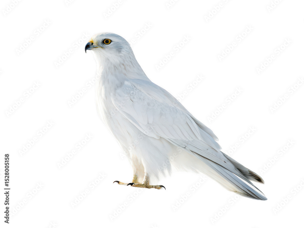 Fototapeta premium harrier animal png medium-sized raptor png bird of prey png grassland hunter bird png wild harrier species png predatory bird png flying harrier png transparent background image