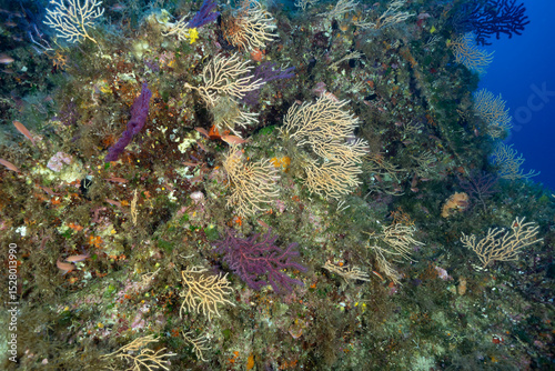 Parete ricoperta da Eunicella cavolinii e Paramuricea clavata con anthias