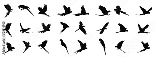 macaw parrot silhouette