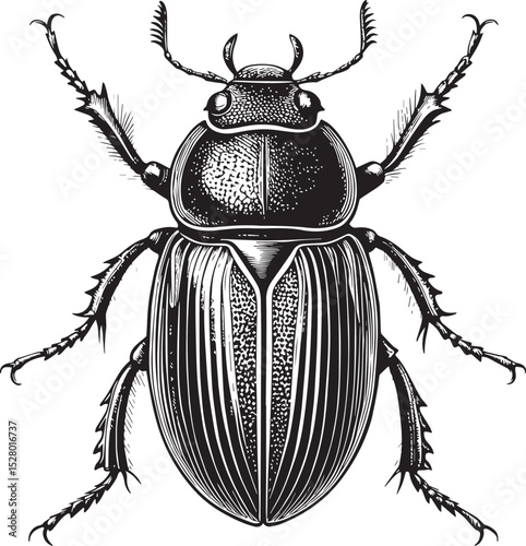 black beetle isolated on white