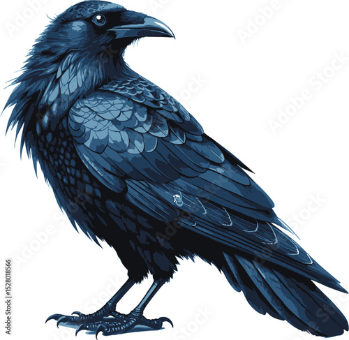 big crow isolated on white background