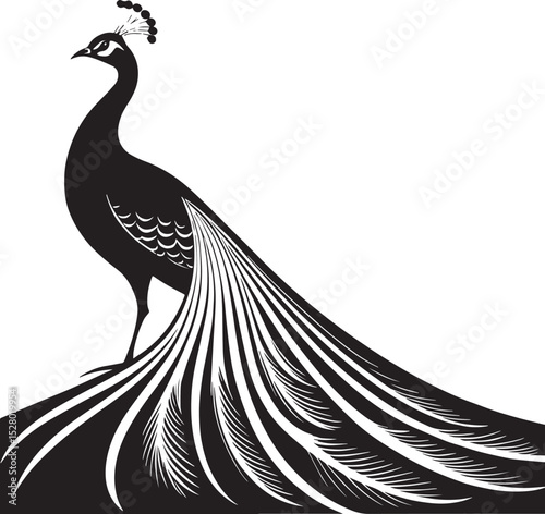 peacock feather vector, peacock black white photos, peacock wings, peacock illustration vector