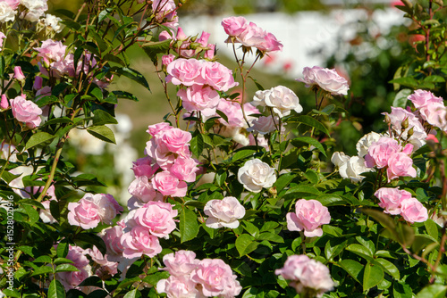青空の下で咲くピンクと白の薔薇の花々