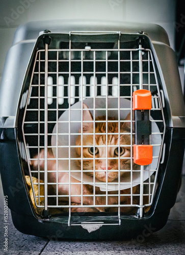 Cat wearing a cone collar inside a carrier. Visiting the vet.
