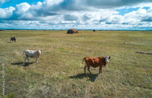 Cattle grazing in a vast open field under a partly cloudy sky on a sunny day
