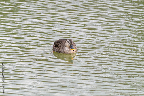 池に浮かぶカルガモの静かなひととき
