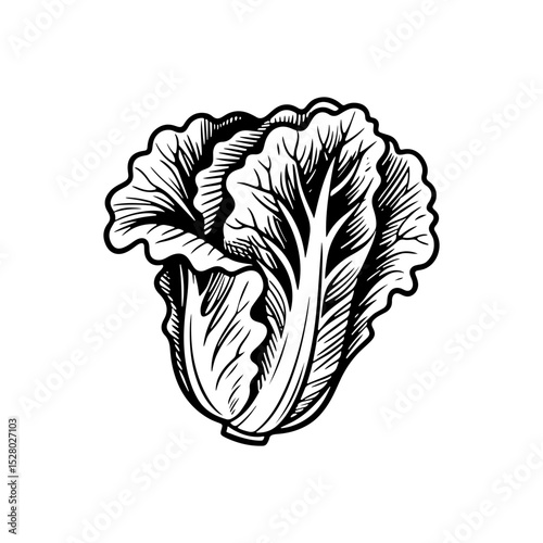 Hand-drawn lettuce illustration for culinary and educational purposes