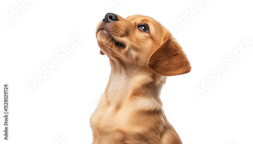 Adorable puppy looking up (1)