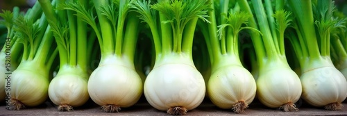 A bountiful harvest of fennel bulbs, freshly picked and ready for market Their feathery fronds and bulbous bases showcase the healthy, vibrant green of a successful crop , sunlight, healthy, green