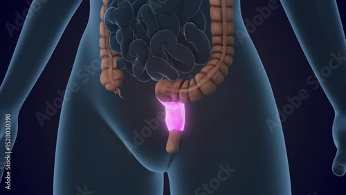 The Rectum is a section of the large intestine