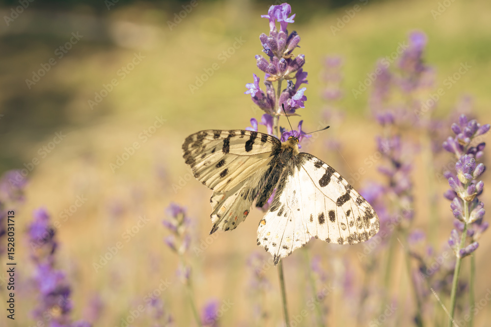 Naklejka premium An Apollo Butterfly rests on lavender