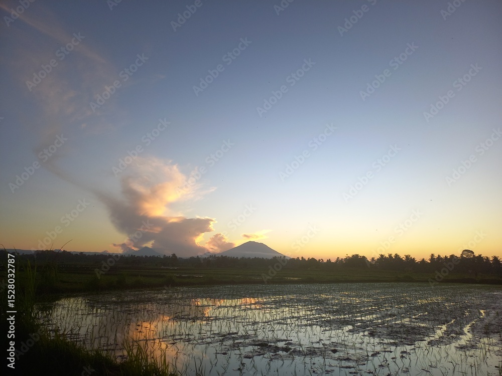 Fototapeta premium newly planted paddy in bali rice field