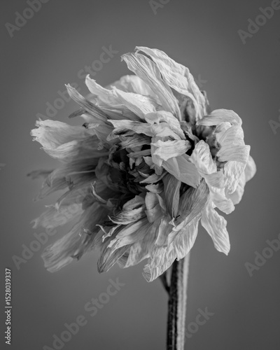 Black and white photo of a dried lotus flower on a white background with minimalistic style..