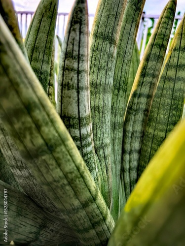 Close-up of Sansevieria Plant Leaves