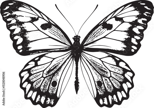 black butterfly vector illustration