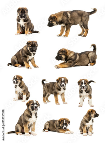 Alabai puppies standing in different poses isolated on white