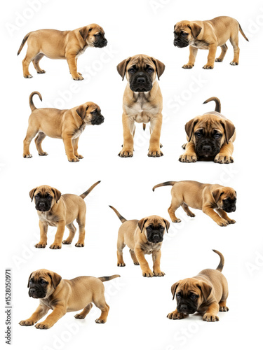 English Mastiff puppies standing in different poses isolated on white
