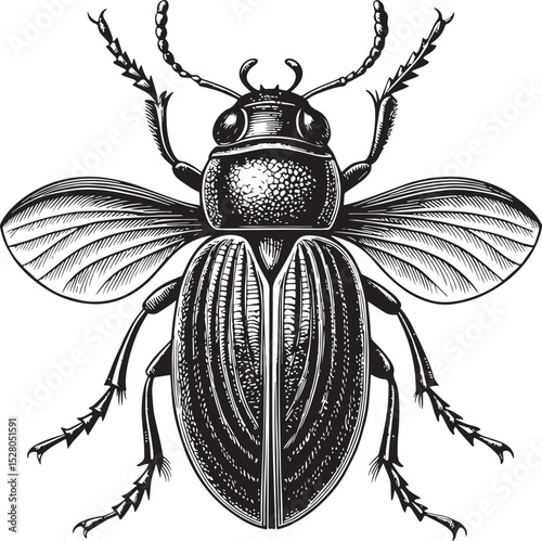 The image depicts a dung beetle, also known as a scarab beetle. These beetles are known for feeding on feces and are categorized under the superfamily Scarabaeoidea. They play a vital role in ecosyste