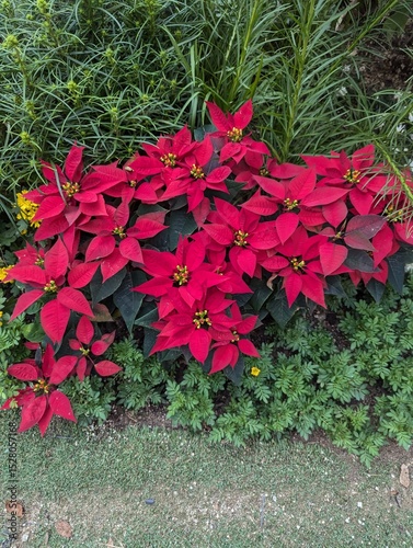 Red poinsettia flowers blooming in garden bed