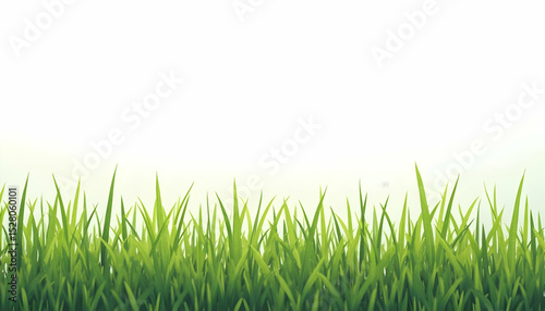 Fresh Green Grass Background Lower Section of Image