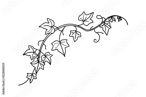 Elegant vector illustration of black outline ivy vine with leaves and tendrils