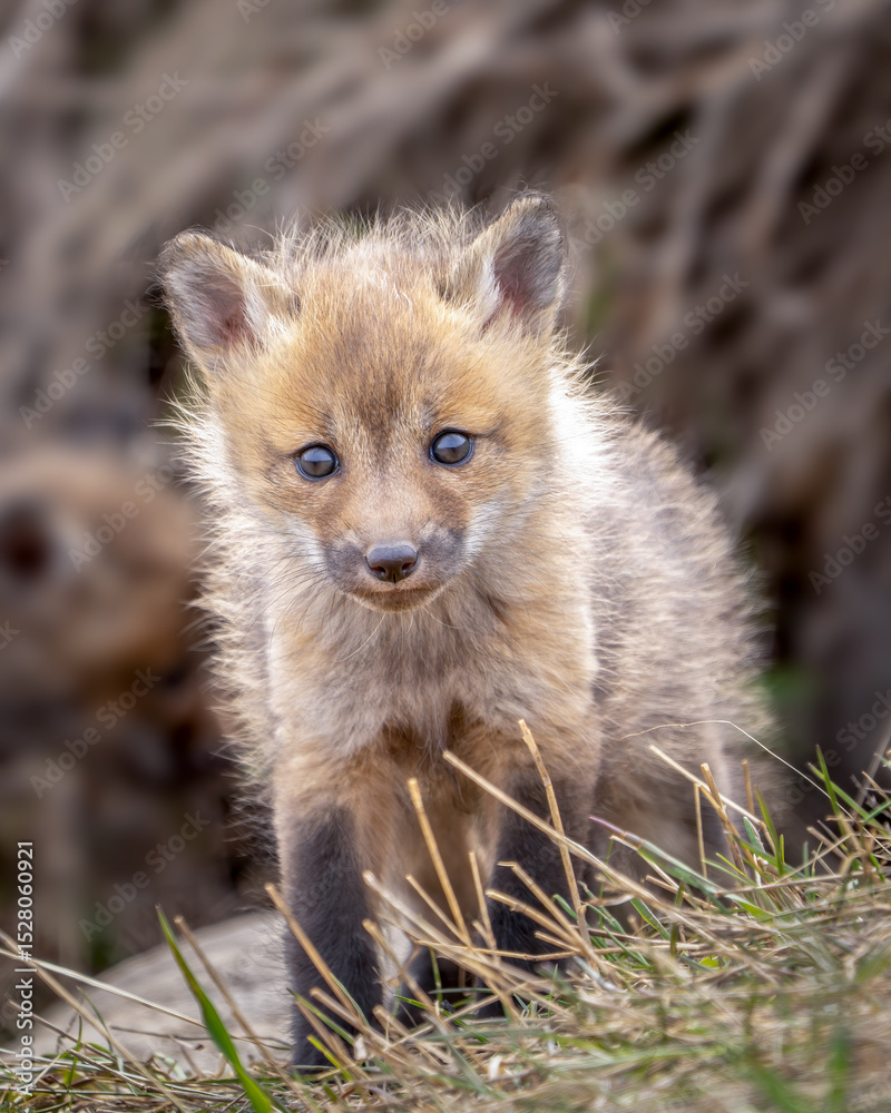 Naklejka premium Red Fox Kit